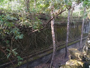 丛林中古老斑驳的石墙