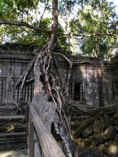 古老庙宇被树根缠绕景象