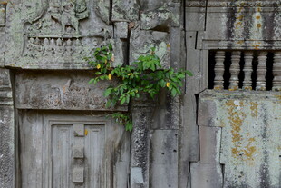 古老石墙缝隙中的绿意