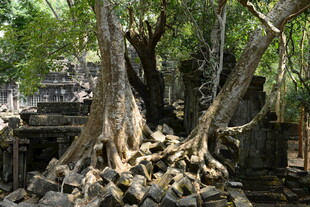 古树下的神秘古老建筑遗迹
