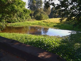 宁静湖畔绿意盎然的景致
