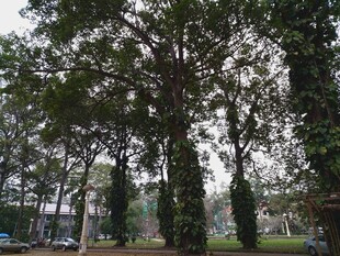 城市中的葱郁树木景观