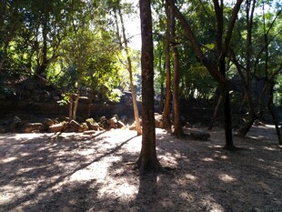 阳光洒落的静谧树林