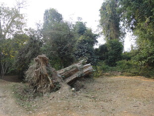 野外倒地枯树与周边植被