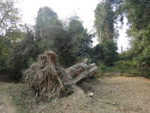 倒下的树木与周边植被景观