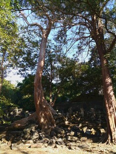 古老树林中的粗壮树木