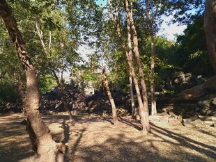 林间小道 静谧自然景致