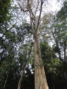 柬埔寨高大挺拔的森林树木