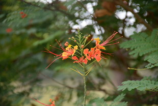 娇艳金凤花绽放绿叶间