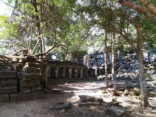 古老石墙旁的林荫小道