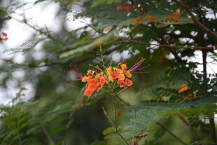 柬埔寨枝头绽放的艳丽橙花