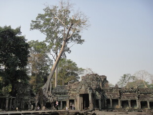 古老寺庙与参天大树景观