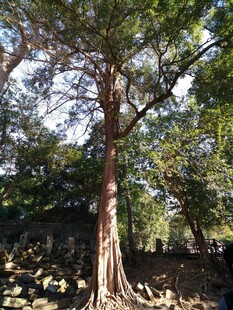 古老大树扎根于石间