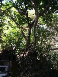 繁茂大树展现自然生命力