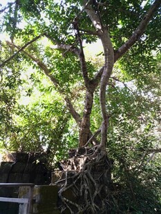 古老大树的盘根错节景象