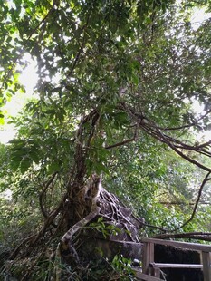 柬埔寨繁茂大树下的老旧建筑