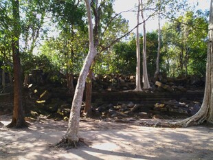 柬埔寨丛林中的奇特树木景观