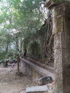 柬埔寨古老石墙被绿植缠绕