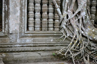 柬埔寨古墙缠绕的繁茂树根