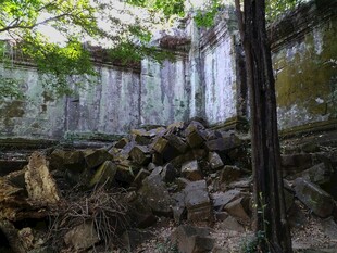 柬埔寨废弃建筑内的自然生长景象