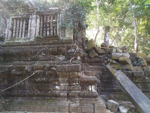 柬埔寨古老废墟中的自然共生景象