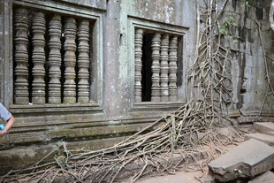 柬埔寨古老寺庙被树根缠绕的景象