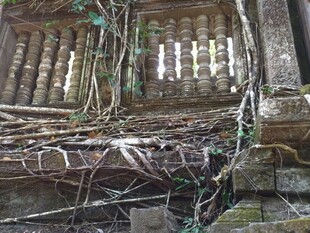 柬埔寨古墙缠绕的繁茂藤蔓