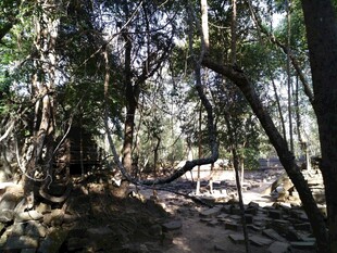 柬埔寨林间小道 自然静谧之景