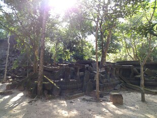 柬埔寨阳光洒落的古老树林遗迹