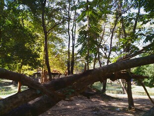 柬埔寨森林中横卧的粗壮大树