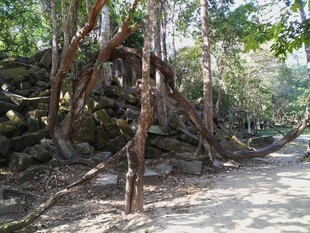 柬埔寨丛林中古老神秘的树根景观