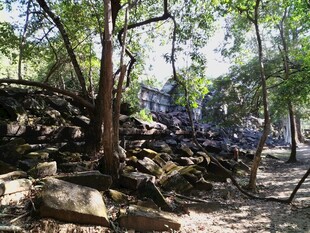 柬埔寨丛林中古老的石堆与树木