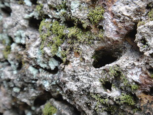 柬埔寨树皮上的孔洞与苔藓