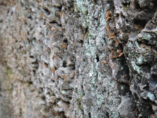 柬埔寨岩石上的昆虫特写