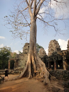 柬埔寨吴哥窟旁盘根错节的古树