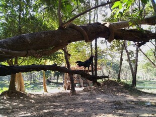 柬埔寨繁茂大树下的开阔林间地