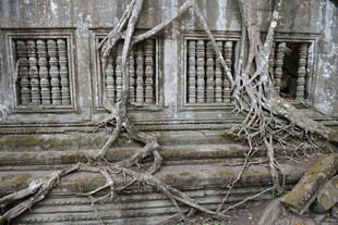 柬埔寨古墙缠绕的繁茂树根