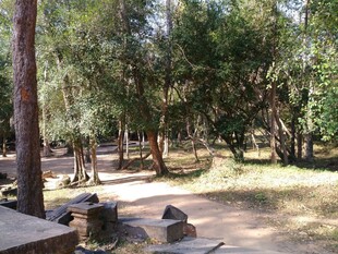 柬埔寨林间休闲场景