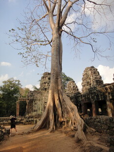 柬埔寨古老寺庙旁的参天大树