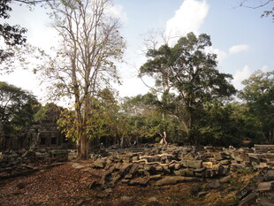 柬埔寨古老废墟中的繁茂树木