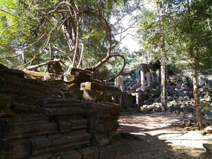 柬埔寨古老寺庙被树木缠绕景象