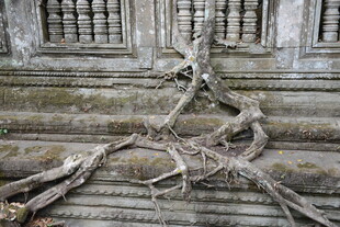 柬埔寨树根缠绕古老石建筑