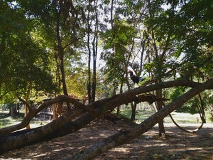 柬埔寨倒下的树木 林间独特景象