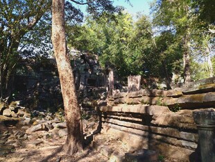 柬埔寨古老遗址中的斑驳树木