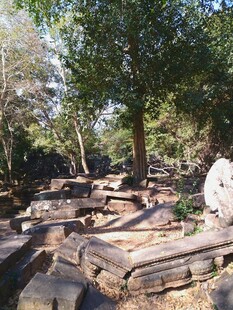 柬埔寨户外堆放的废旧木材