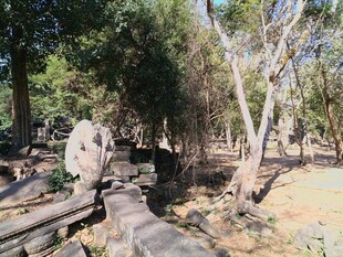 柬埔寨户外树林中的管道场景