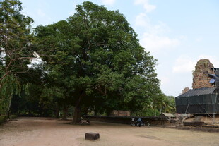 柬埔寨古老寺庙旁的繁茂大树