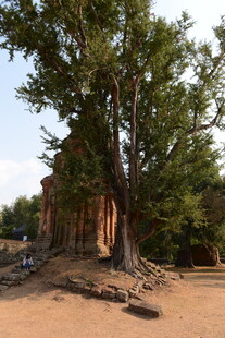 柬埔寨古老庙宇旁的繁茂大树