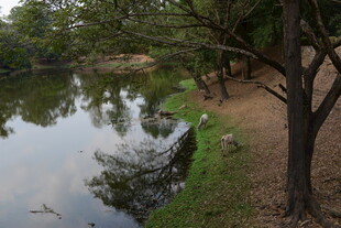 柬埔寨宁静河畔树林自然美景