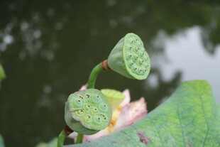 含苞待放的莲蓬